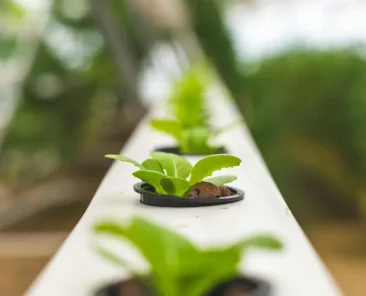 a row of plants growing in a white rail