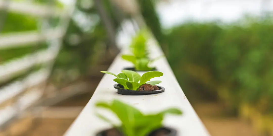 a row of plants growing in a white rail